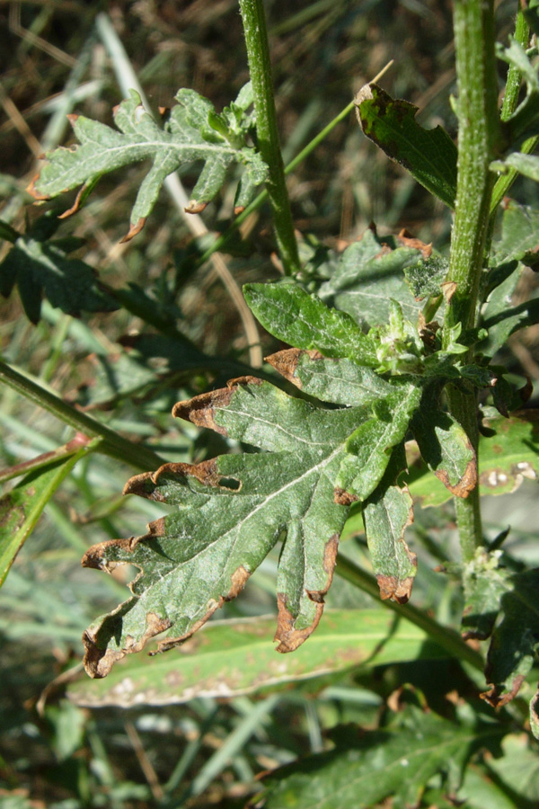 Senecio jacobaea